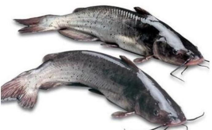 海关总署:关于我国输美鲶形目鱼类产品检有关要求的公告