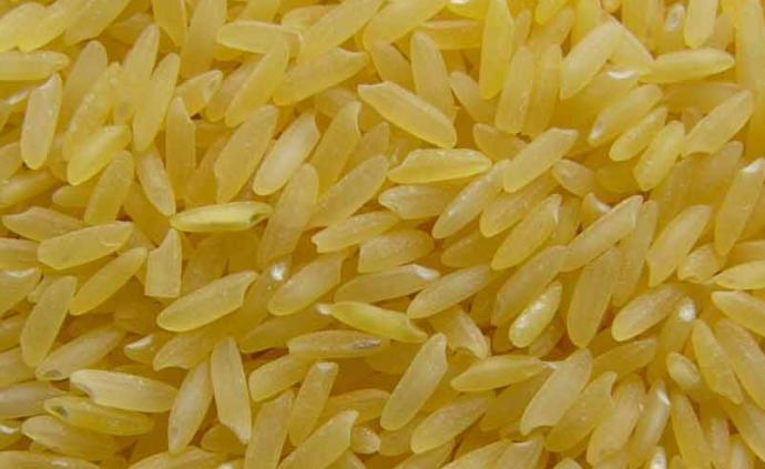 菲律宾批准转基因黄金大米上市:可直接用于食品,饲料或加工